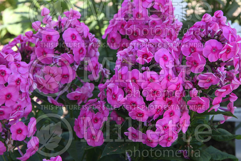 Phlox Fondant Fancy (Phlox) 1