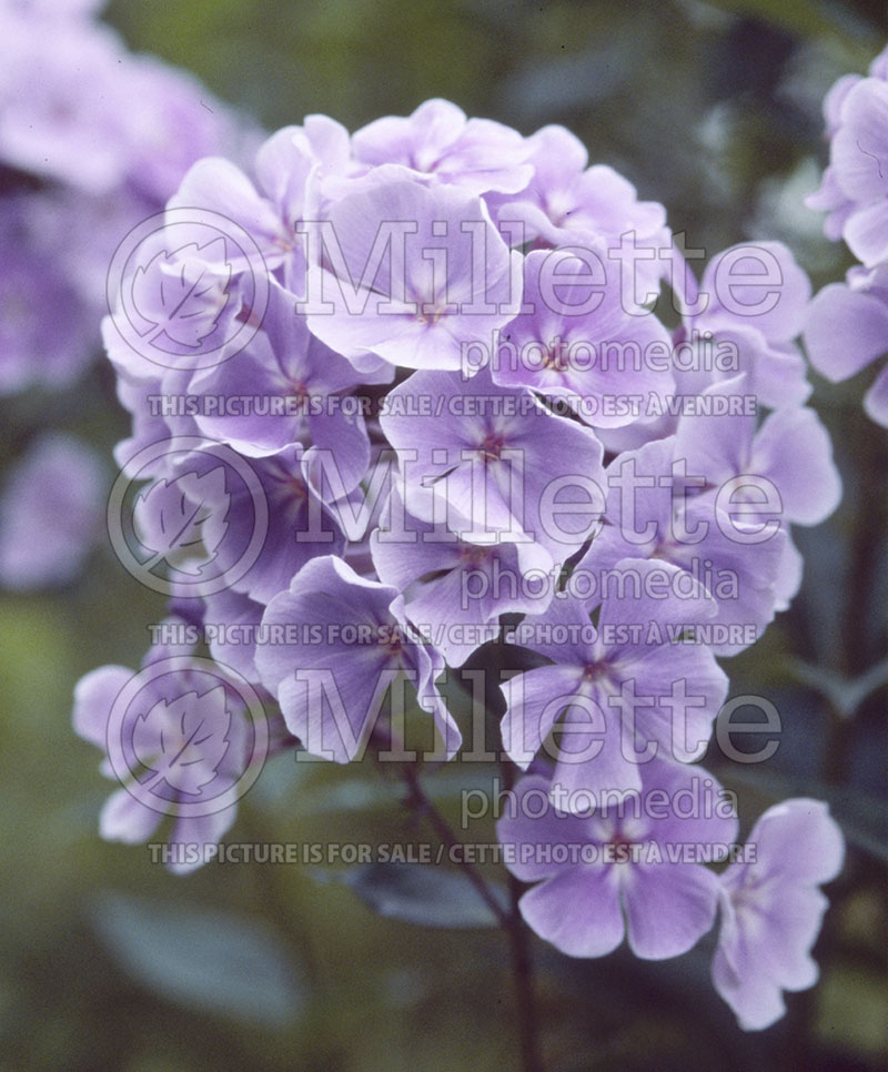 Phlox Franz Schubert (Phlox) 1