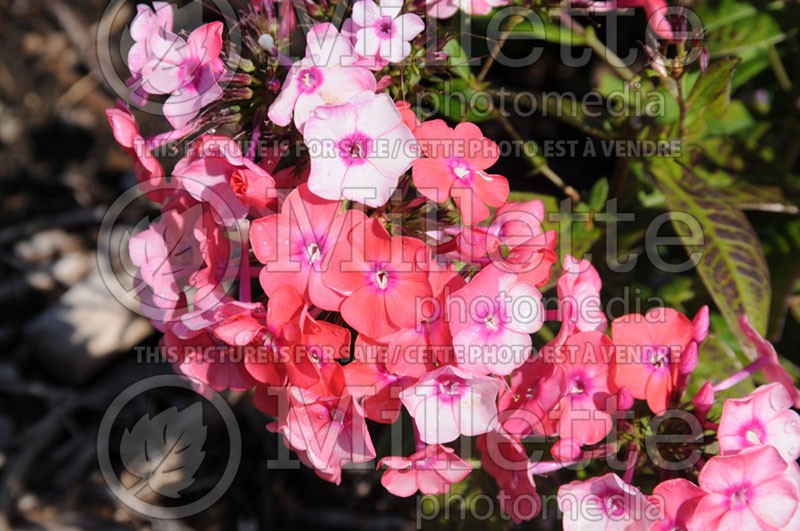 Phlox Glamour Girl (Phlox) 1