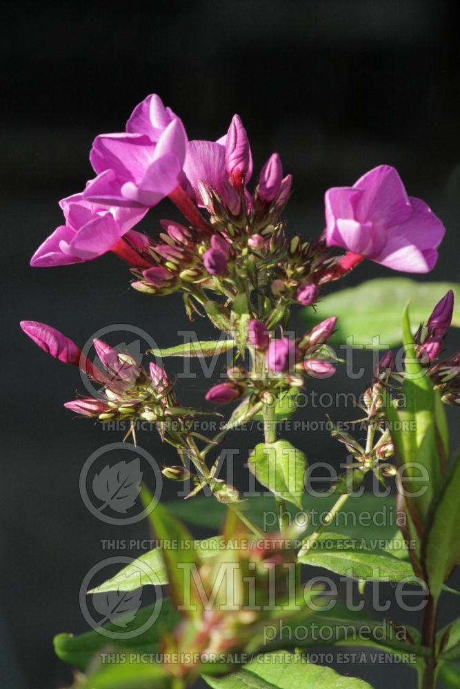 Phlox Grape Lollipop (Phlox) 1