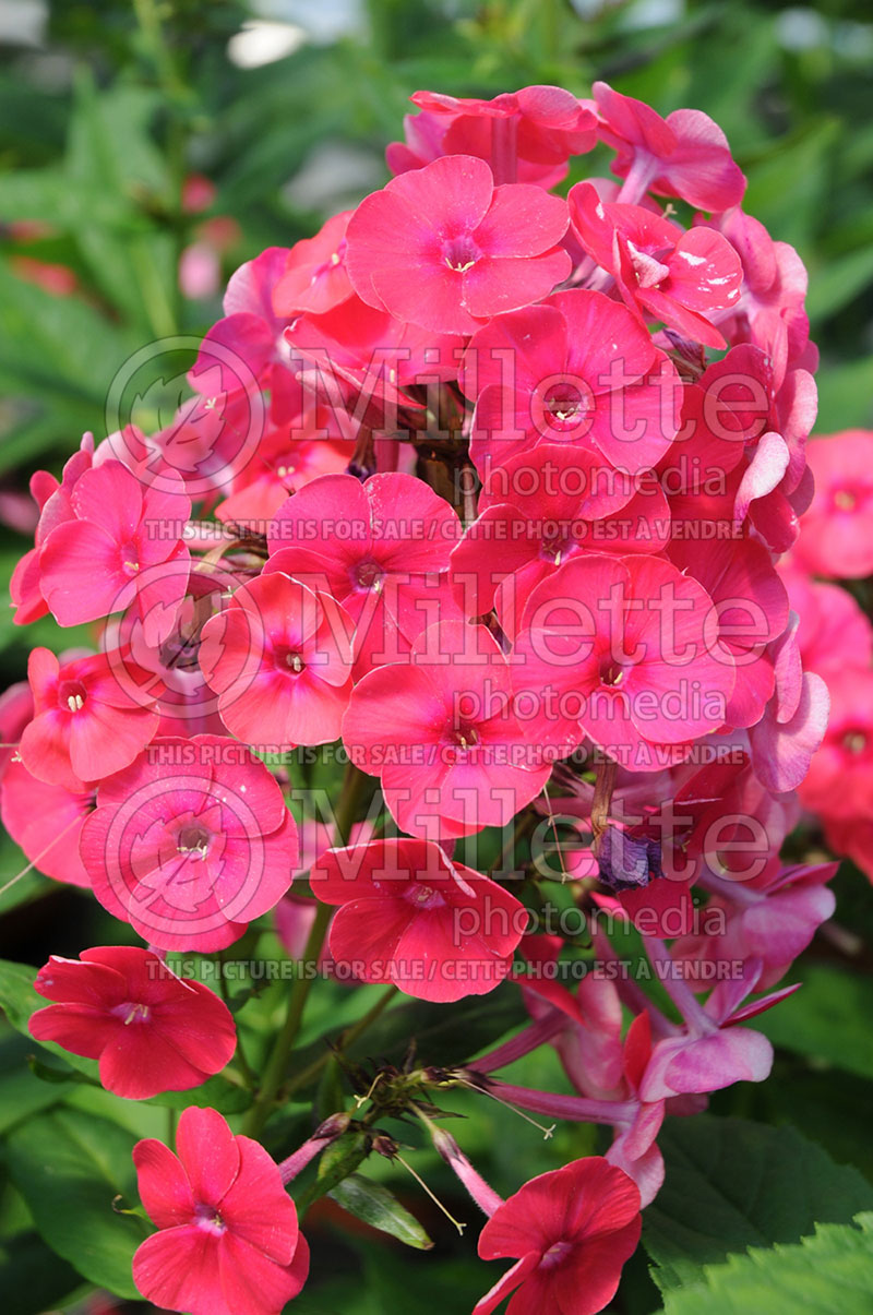 Phlox Grenadine Dream (Phlox) 1