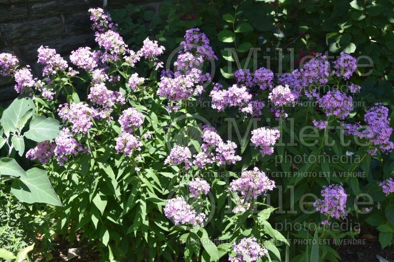 Phlox Jeana (Phlox) 1