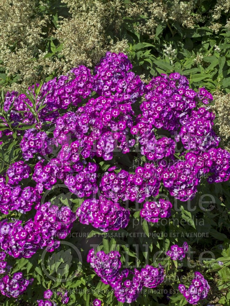 Phlox Laura (Phlox) 4