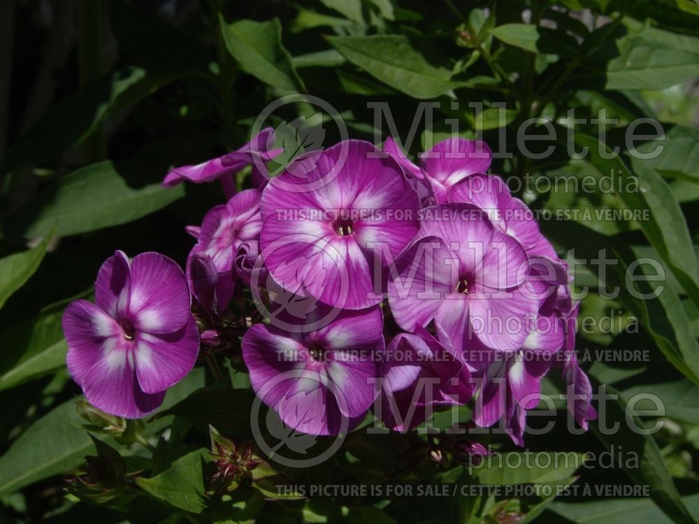 Phlox Laura (Phlox) 2