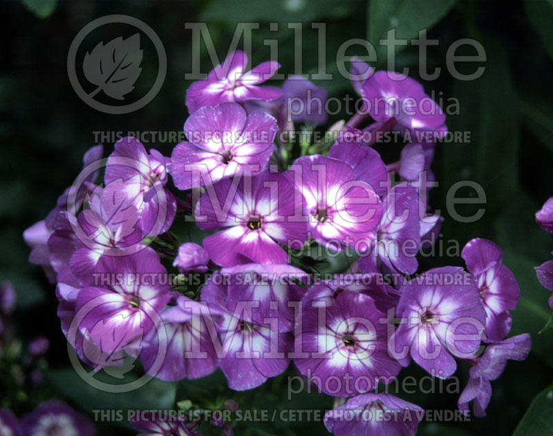 Phlox Little Laura (Phlox) 1