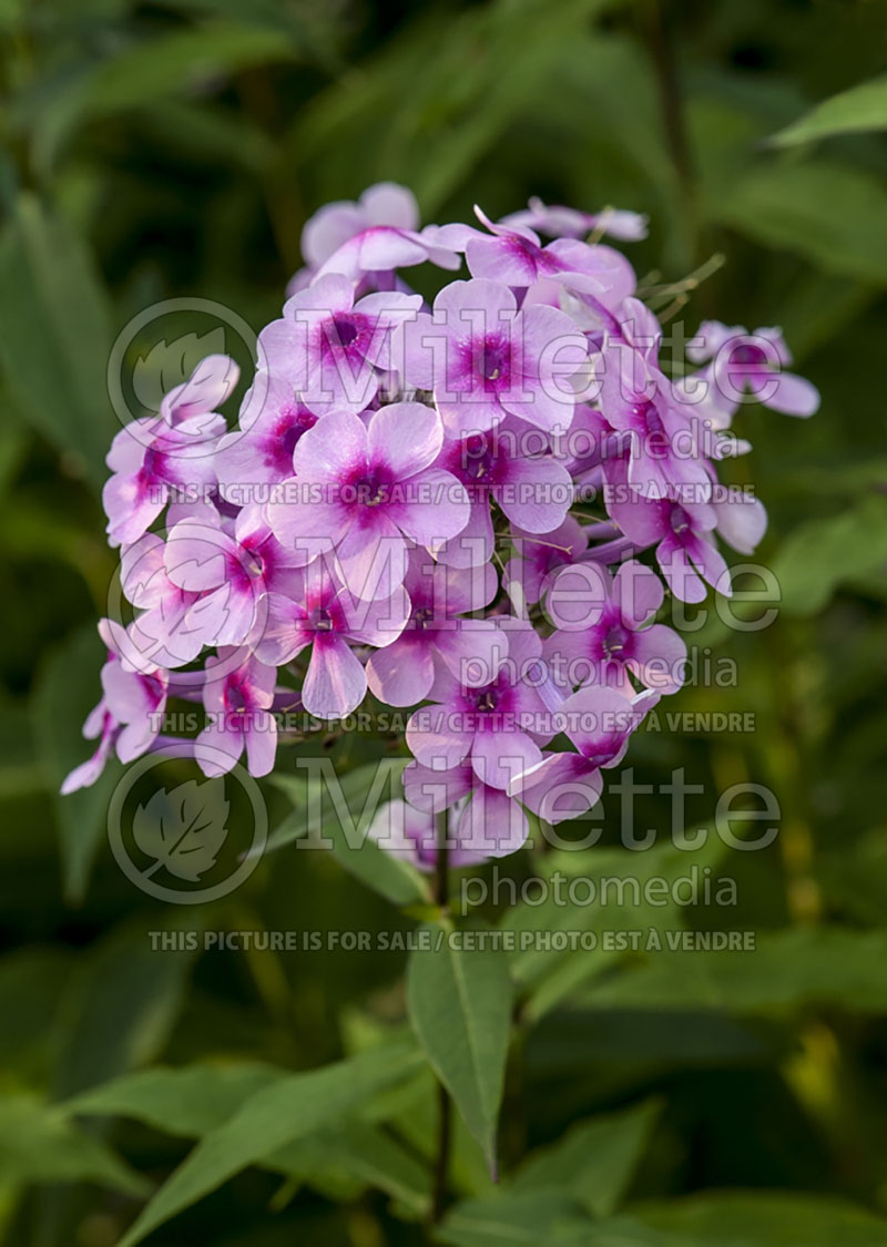 Phlox Miss Pepper (Phlox) 1