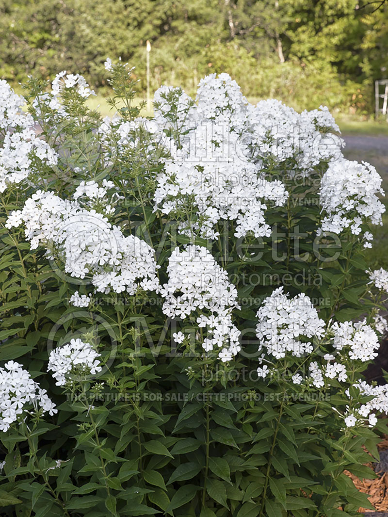 Phlox Mount Fuji aka Mt Fujiyama (Phlox) 1