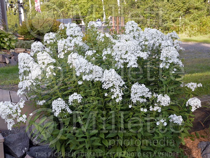 Phlox Mount Fuji aka Mt Fujiyama (Phlox) 2