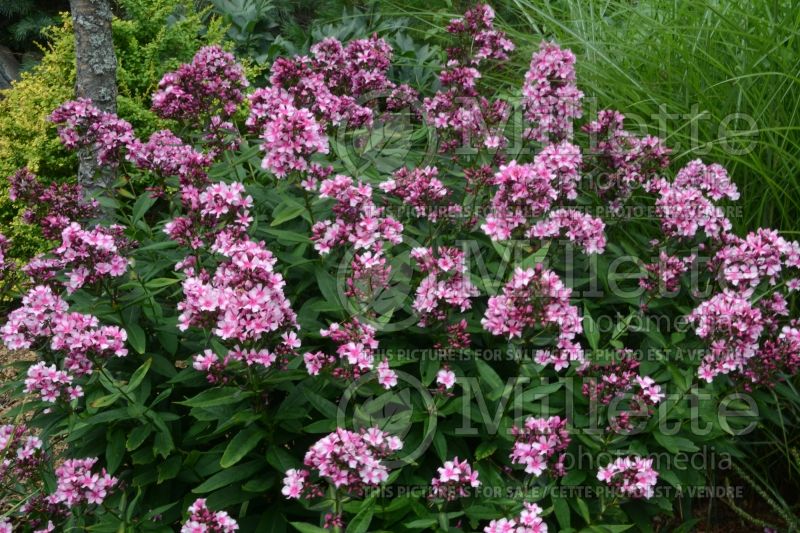 Phlox Natural Feelings (Phlox) 2