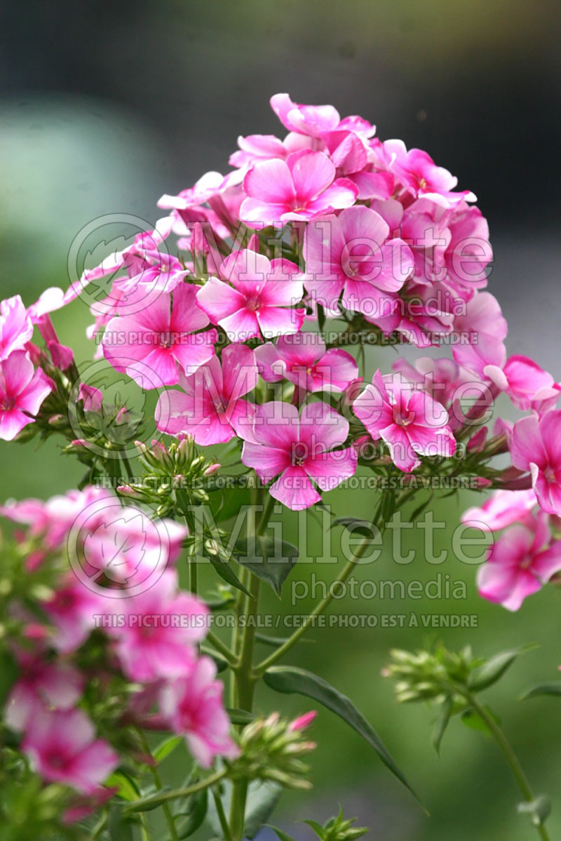 Phlox Neon Flare (Phlox) 1