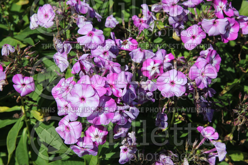 Phlox Nicky (Phlox) 1