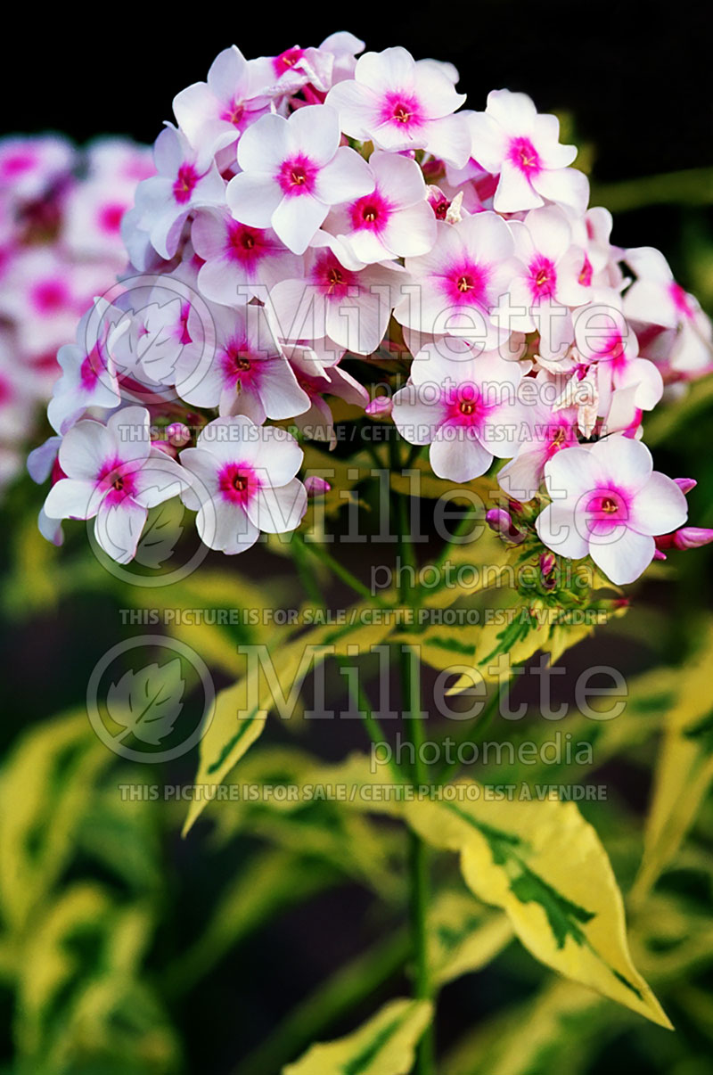 Phlox Norah Leigh (Phlox) 1