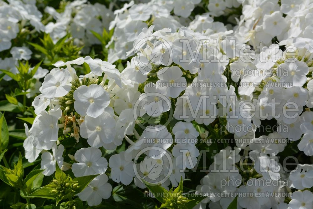 Phlox Peacock White (Phlox) 1  