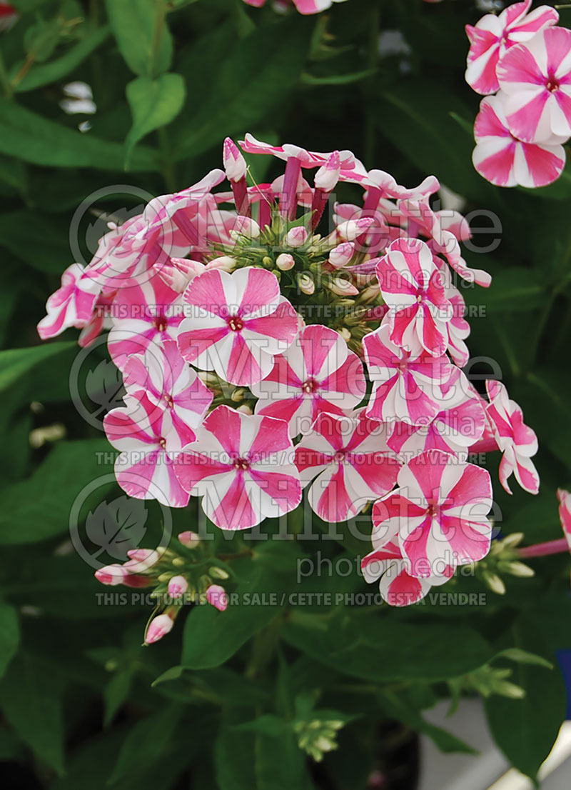 Phlox Peppermint Twist (Phlox) 4