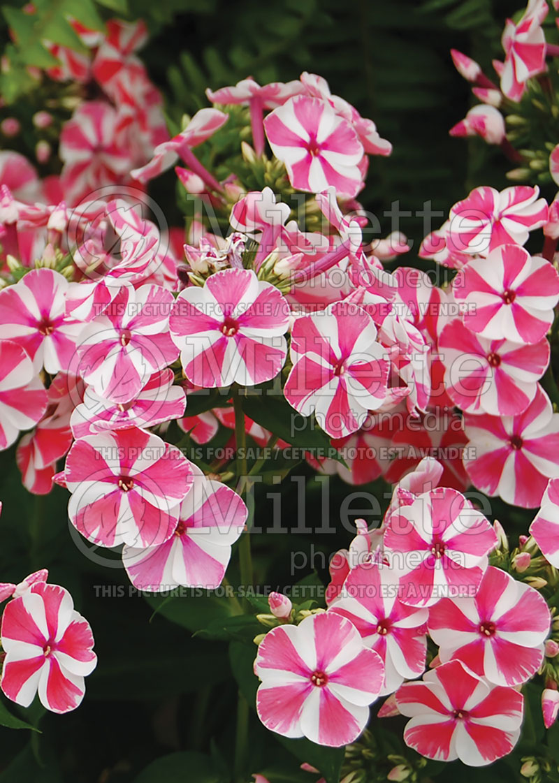 Phlox Peppermint Twist (Phlox) 5