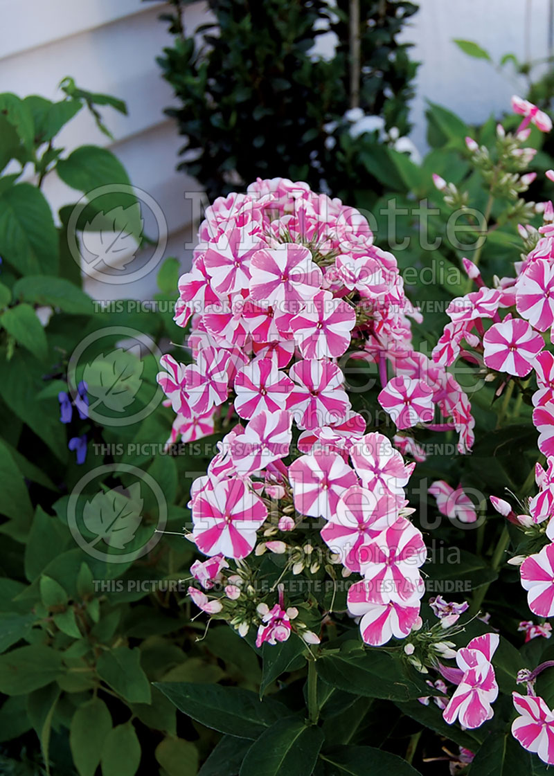 Phlox Peppermint Twist (Phlox) 6