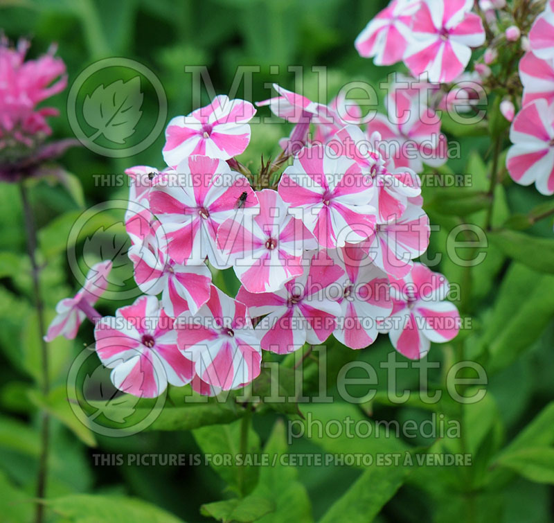 Phlox Peppermint Twist (Phlox) 3