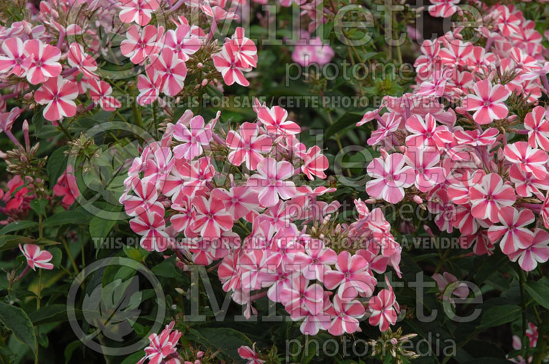 Phlox Peppermint Twist (Phlox) 2