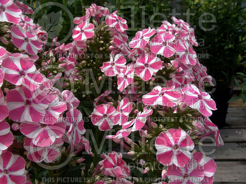 Phlox Peppermint Twist (Phlox) 1