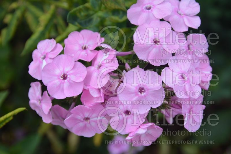 Phlox Picasso (Phlox) 3