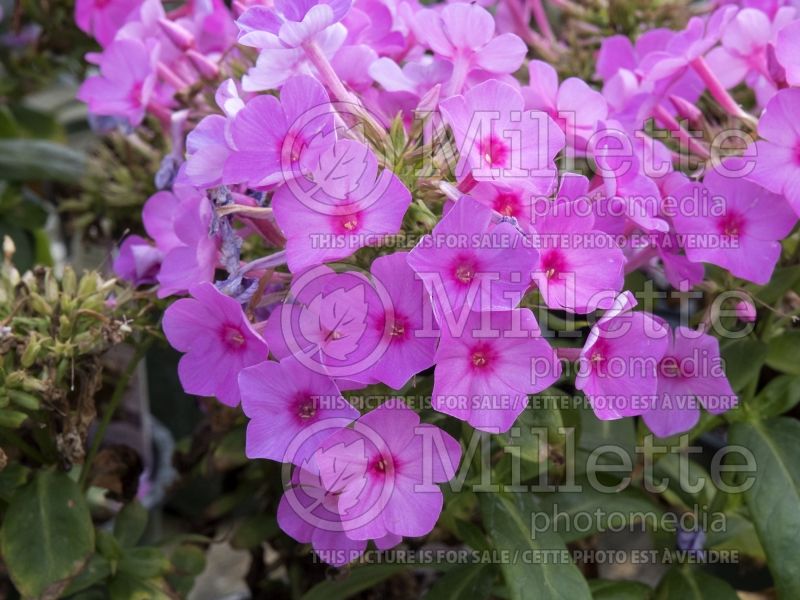 Phlox Pink Flame (Phlox) 4