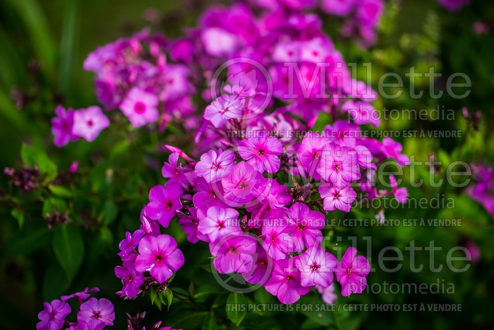 Phlox paniculata Pink Flame (Phlox) 2