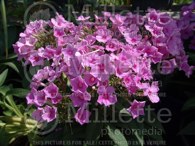 Phlox paniculata Pink Flame (Phlox) 1