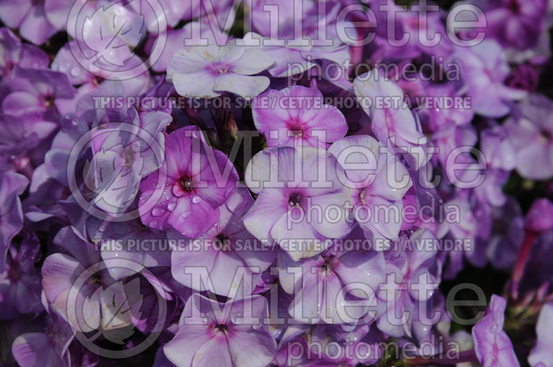 Phlox Pixie Miracle Grace (Phlox) 1