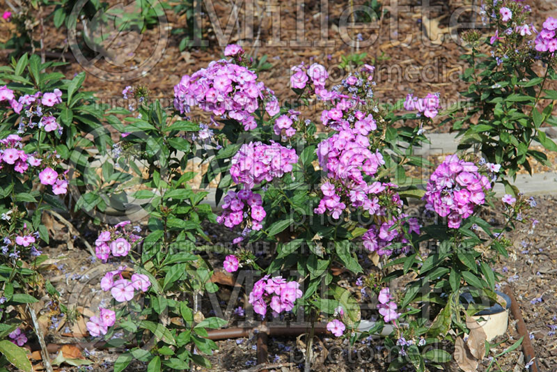 Phlox Pixie Miracle Grace (Phlox) 3