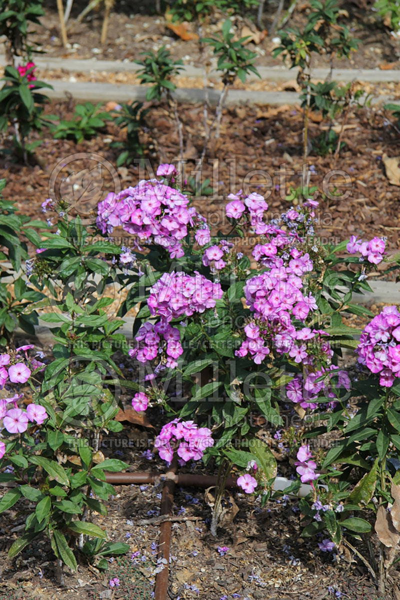 Phlox Pixie Miracle Grace (Phlox) 2