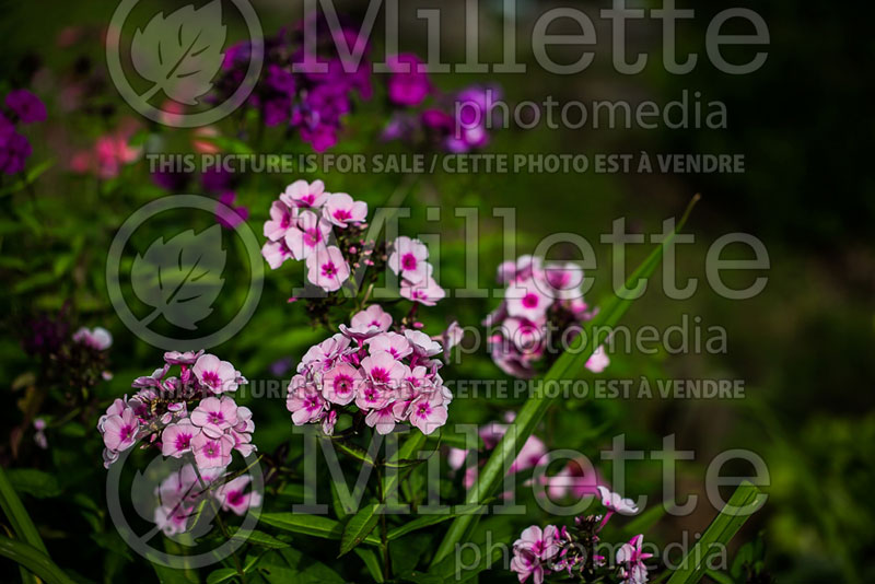 Phlox Prime Minister (Phlox) 2  