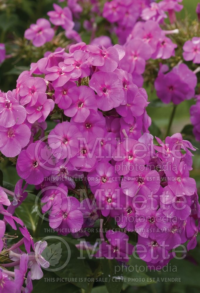 Phlox Purple Flame (Phlox) 2