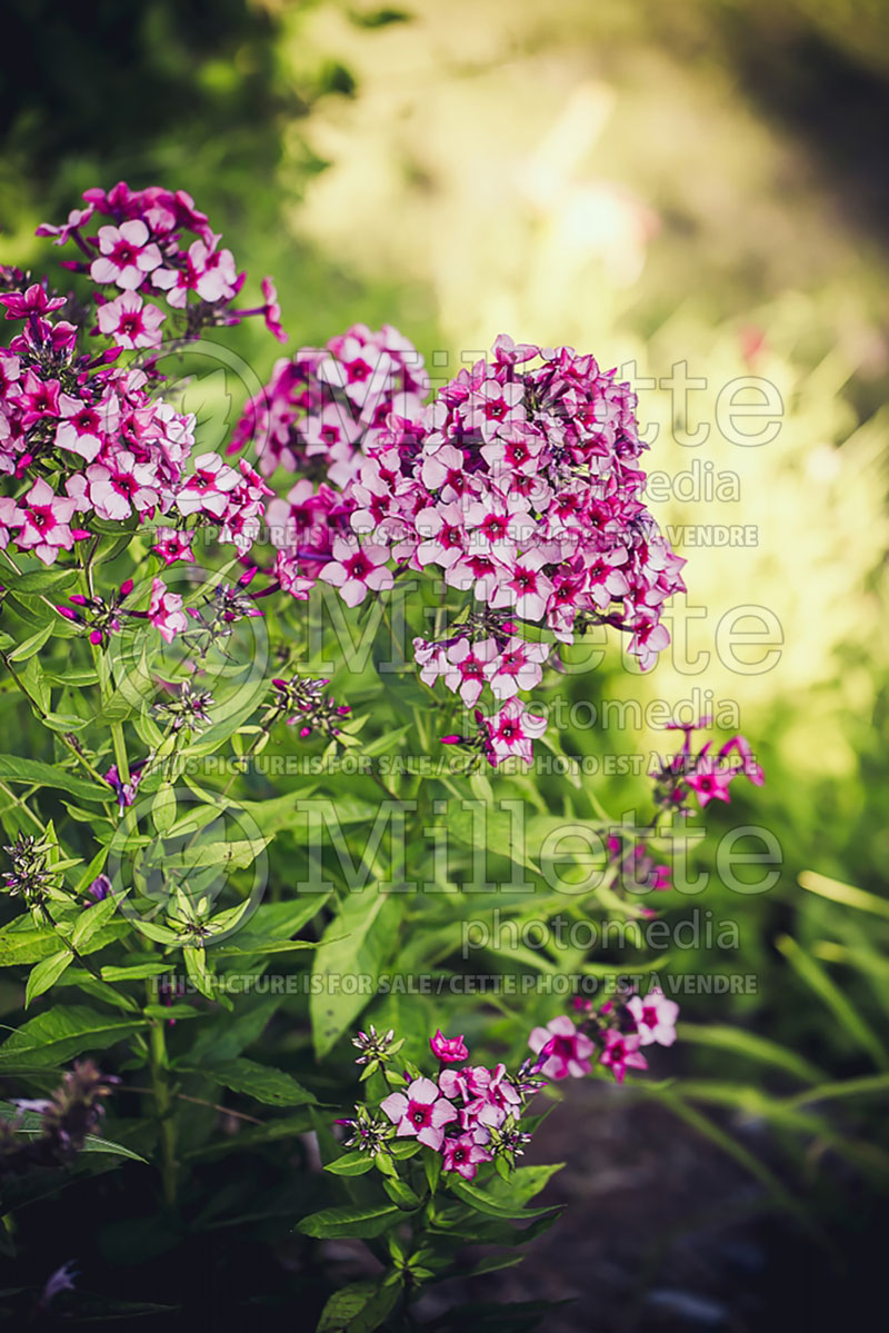 Phlox Red Caribbean (Phlox) 1