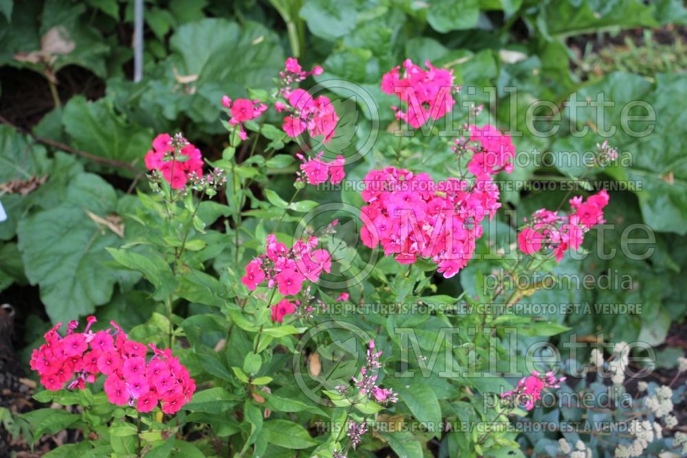 Phlox Red Riding Hood (Phlox) 1 