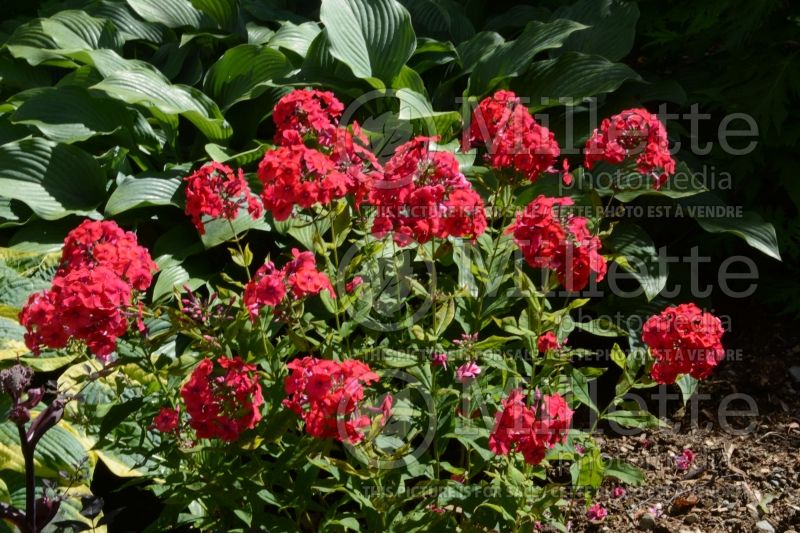 Phlox Red Super (Phlox) 1