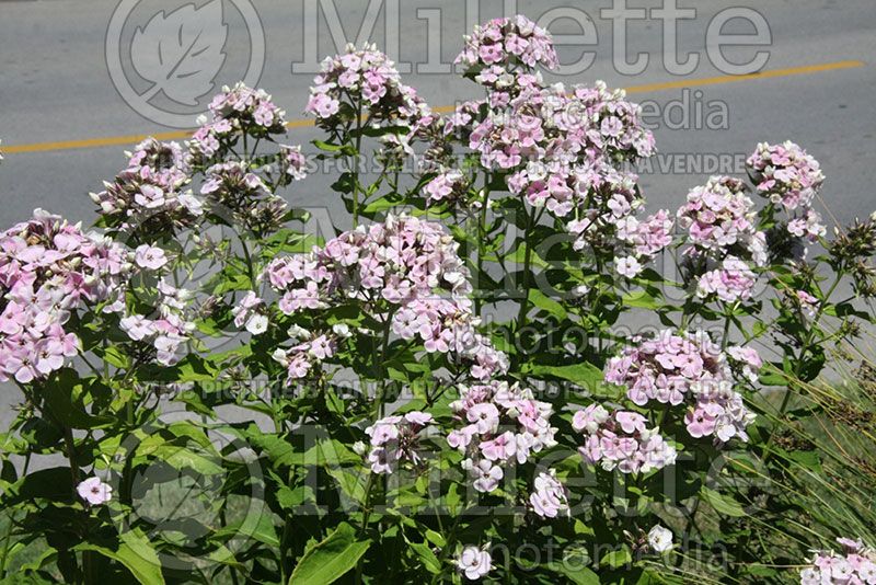 Phlox Sherbet Cocktail (Phlox) 1