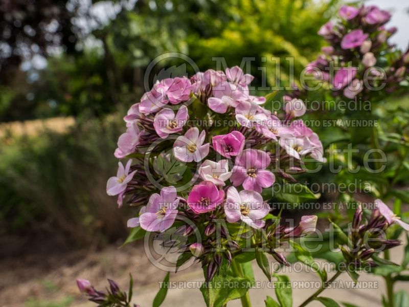 Phlox Sherbet Cocktail (Phlox) 3