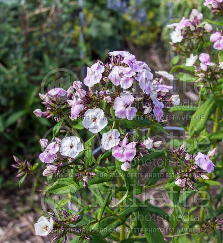 Phlox Sherbet Cocktail (Phlox) 8