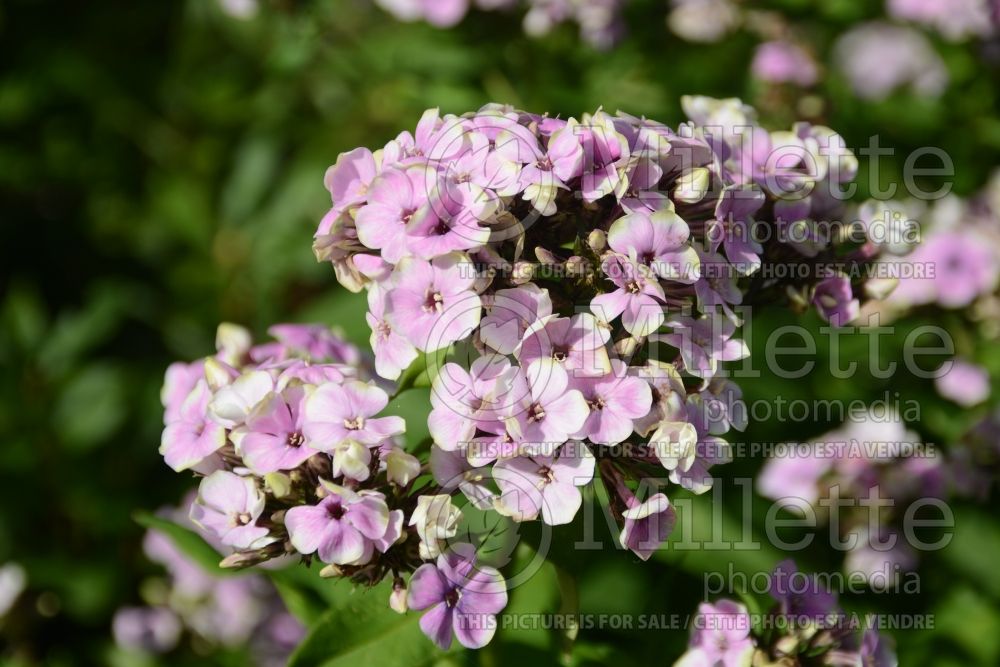 Phlox Sherbet Cocktail (Phlox) 4