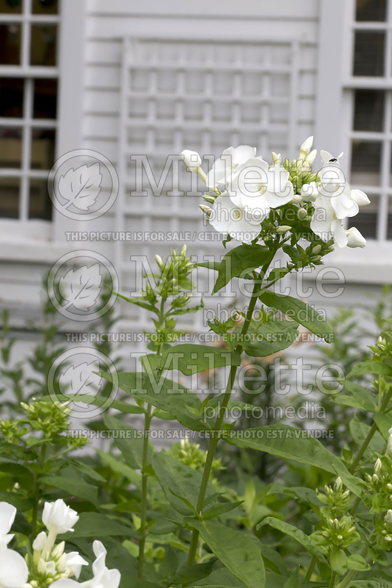 Phlox Snow Cap (Phlox) 1