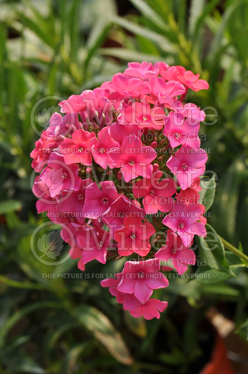 Phlox Starfire (Phlox) 1