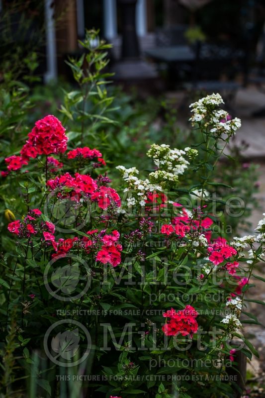 Phlox Tequila Sunrise (Phlox) 3