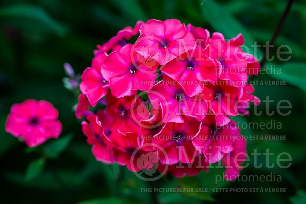 Phlox Tequila Sunrise (Phlox) 4