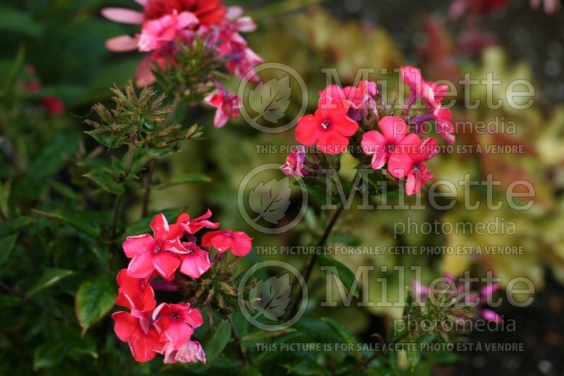 Phlox Tequila Sunrise (Phlox) 5