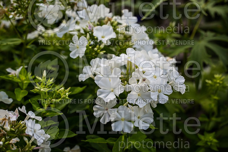 Phlox White Flame or Bartwentynine (Phlox) 2