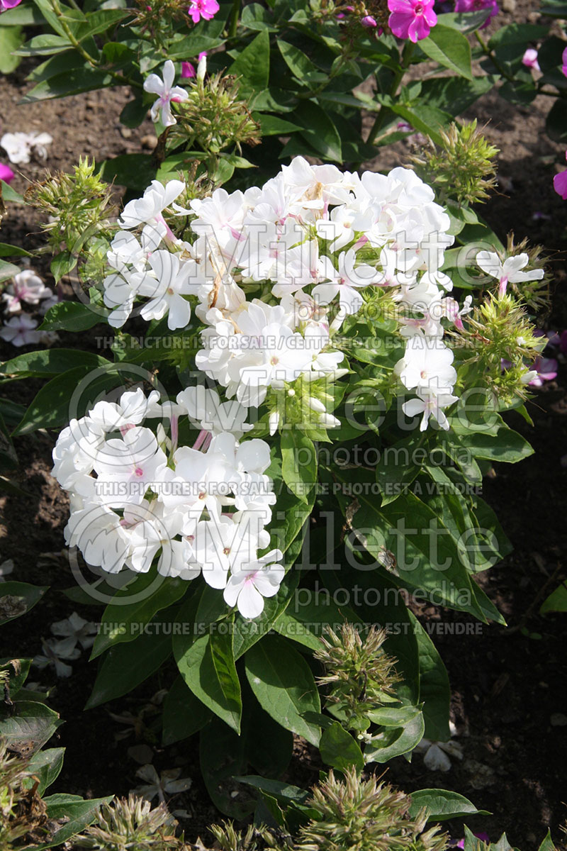 Phlox White Flame or Bartwentynine (Phlox) 1