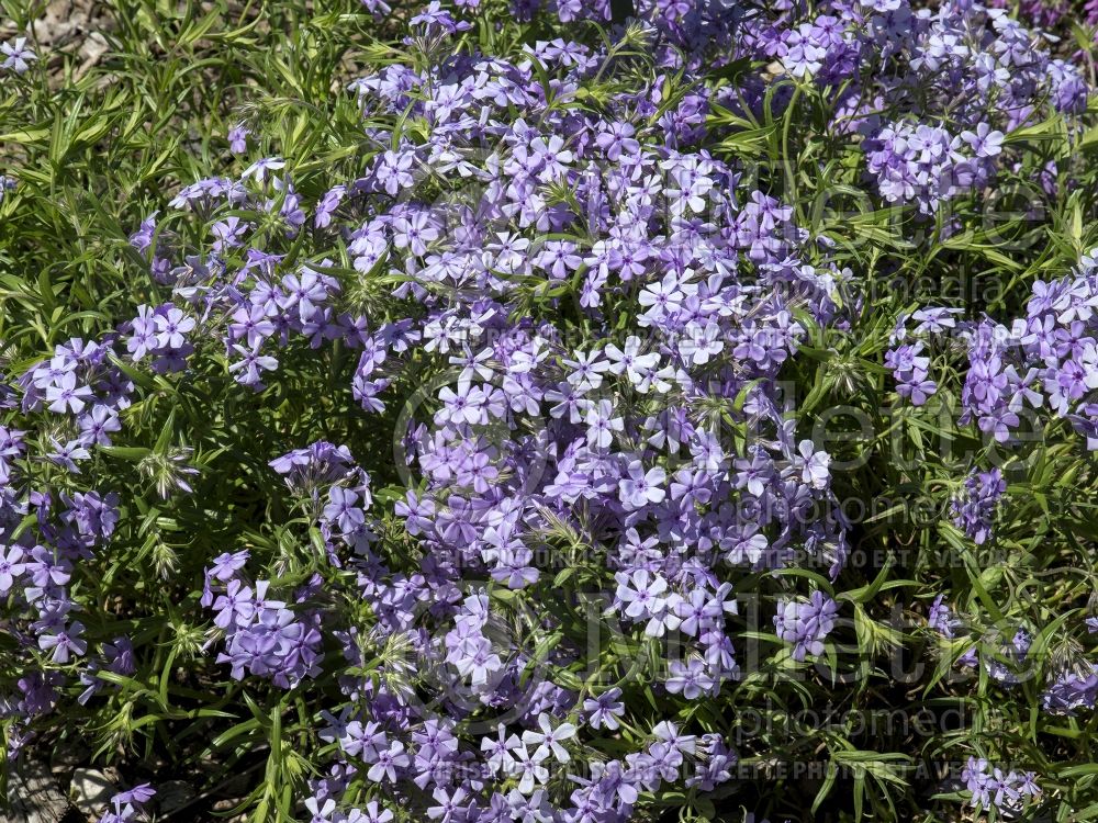 Phlox Bungalow Blue (Phlox) 1  