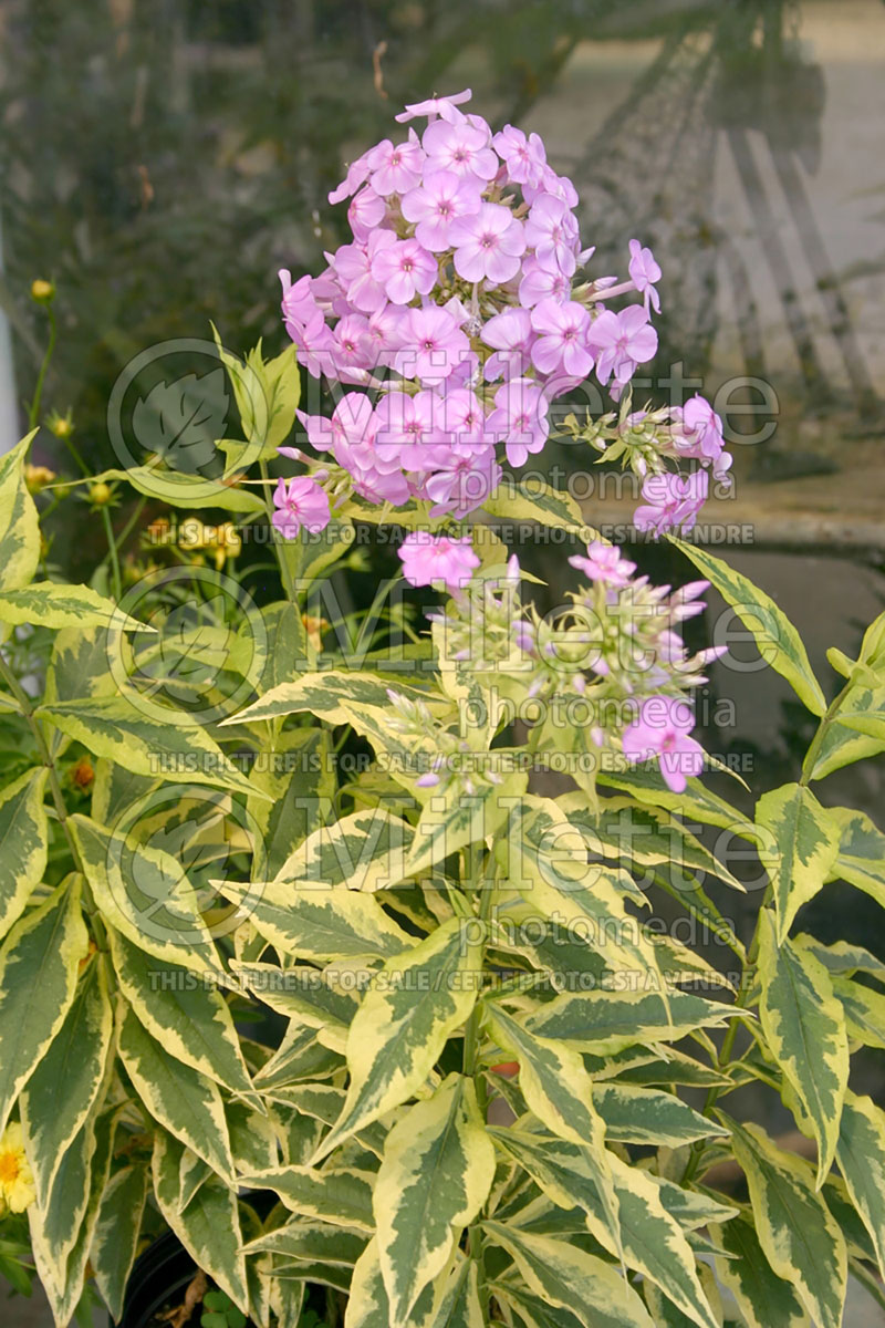 Phlox Shockwave (Phlox)   1   