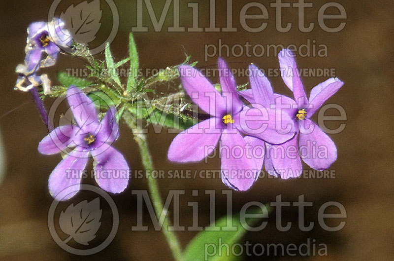 Phlox Sherwood Purple (Phlox) 1