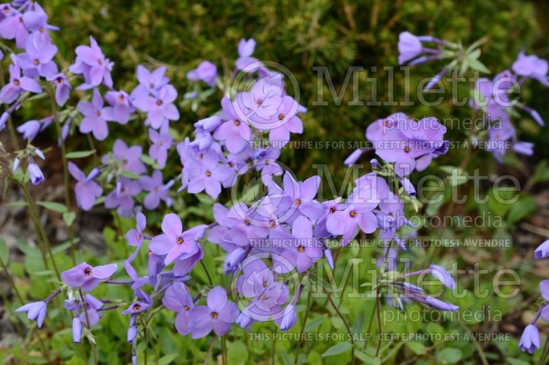 Phlox Sherwood Purple (Phlox) 2